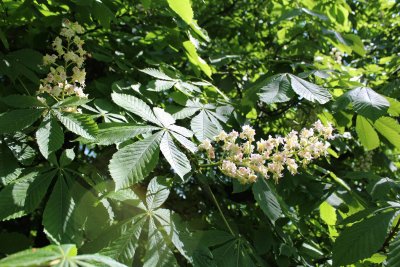 Aesculus hippocastanum - jírovec koňský (maďal) - květenství a listy (42)